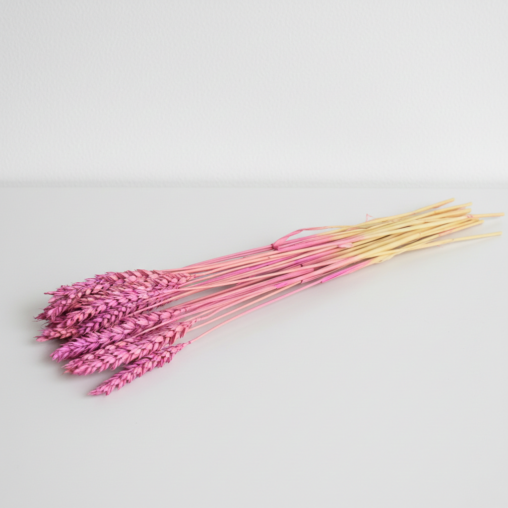 Sušená Pšenice fialová – přírodní dekorace do kytic, věnců a aranžmá